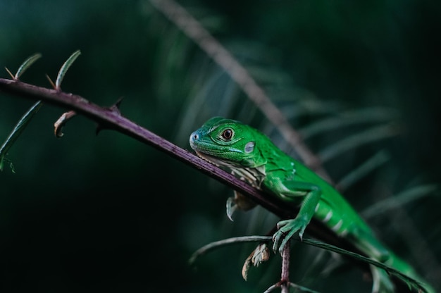 close-up of lizard on plant