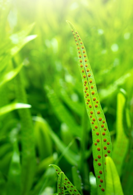 Photo close-up of a lizard on a plant