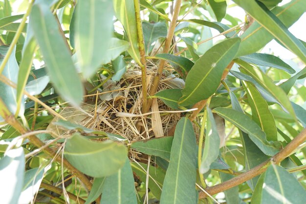 Close-up of a lizard on plant