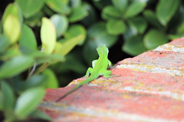 Close-up of lizard on plant