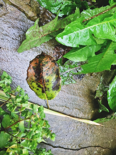 Foto prossimo piano della lucertola sulla pianta