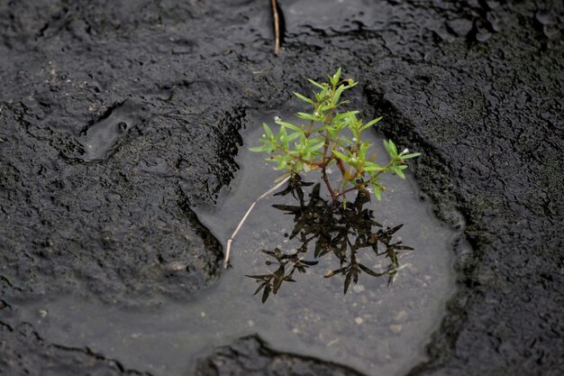 Foto prossimo piano di lucertola sulla pianta