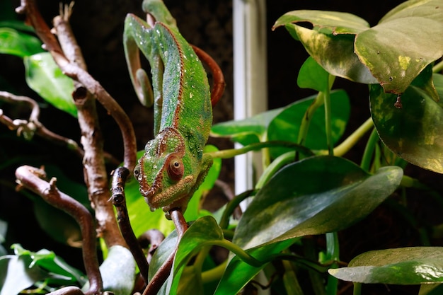 Photo close-up of a lizard on a plant
