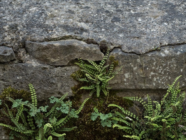 Foto prossimo piano di lucertola sulla pianta