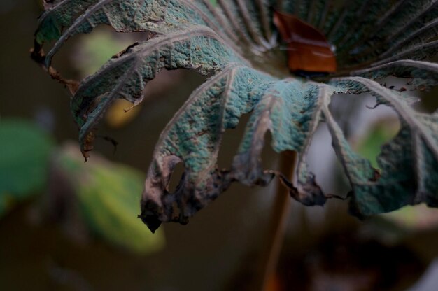 Close-up of lizard on plant