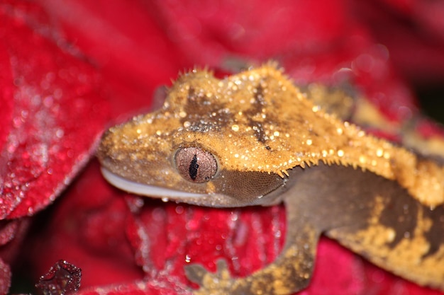 Close-up of lizard on red flower