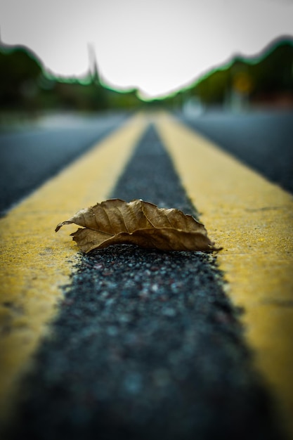 Foto prossimo piano di una lucertola sulla strada