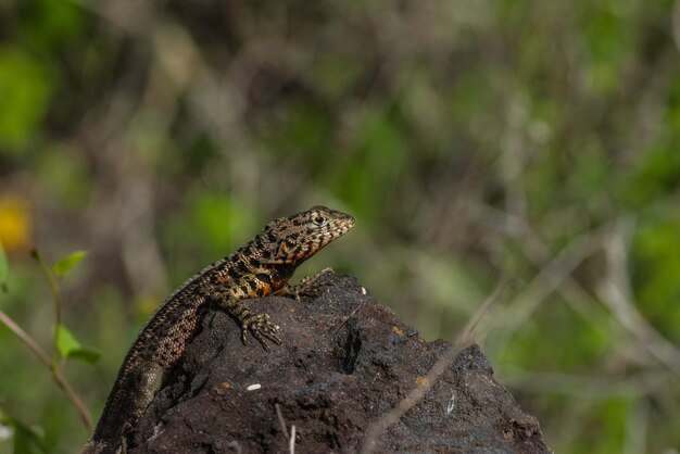 Photo close-up of lizard on rock outdoors