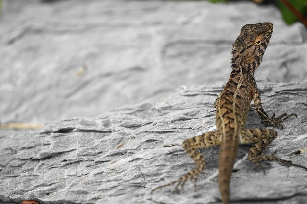 Photo close-up of lizard on rock