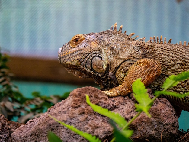 Photo close-up of lizard on rock