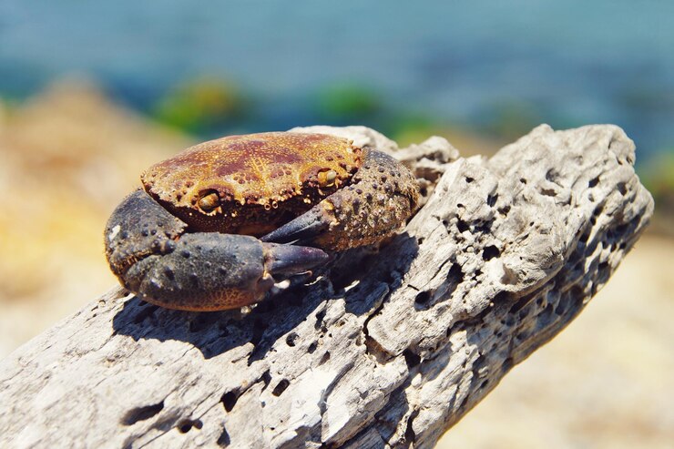 Photo close-up of lizard on rock