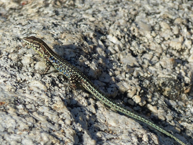 Photo close-up of lizard on rock