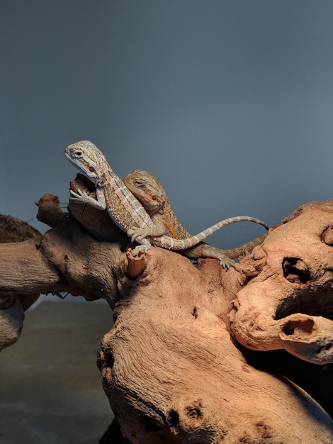 close-up of lizard on rock