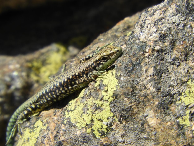 Foto prossimo piano di lucertola sulla roccia