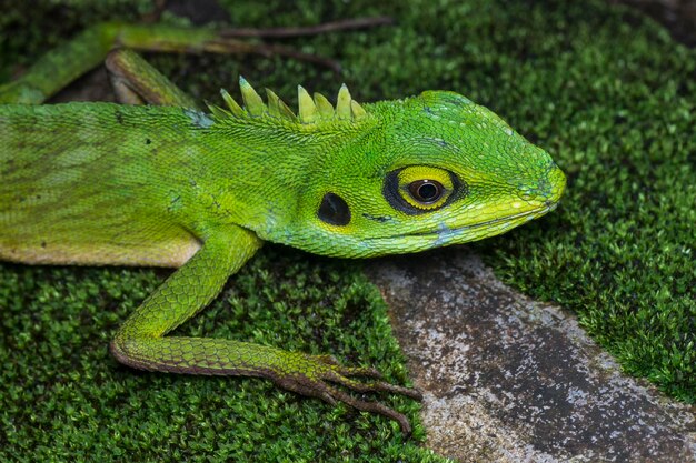 Close-up of lizard on rock