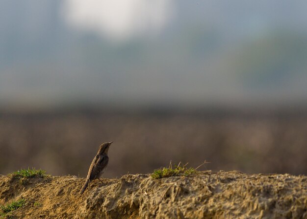 Foto prossimo piano di una lucertola sulla roccia