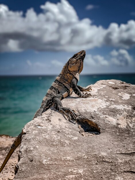 Close-up of lizard on rock