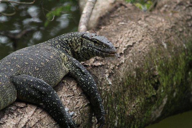 Photo close-up of lizard on rock