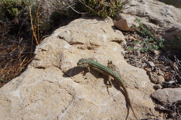 Close-up of lizard on rock