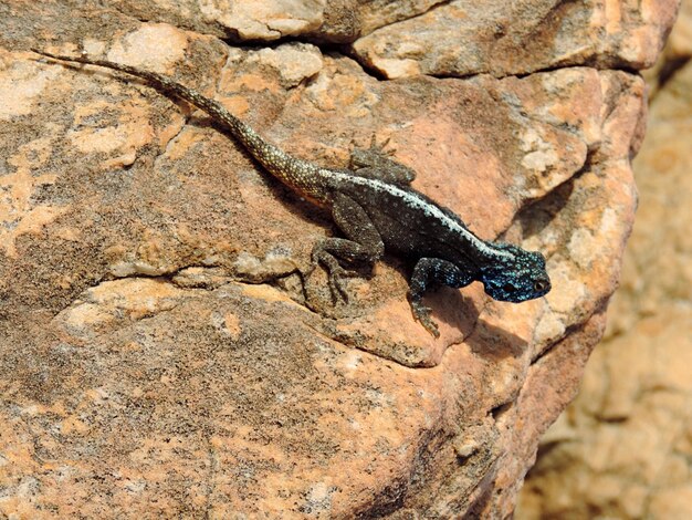 Photo close-up of lizard on rock