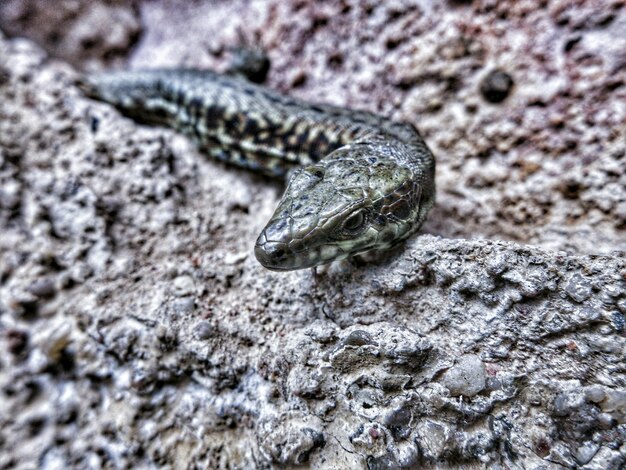 Photo close-up of lizard on rock
