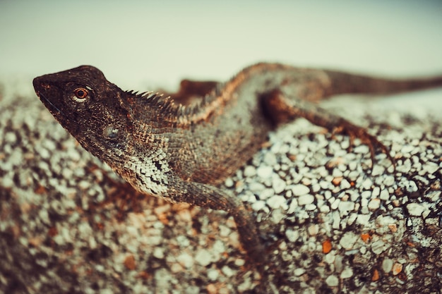 Photo close-up of lizard on rock