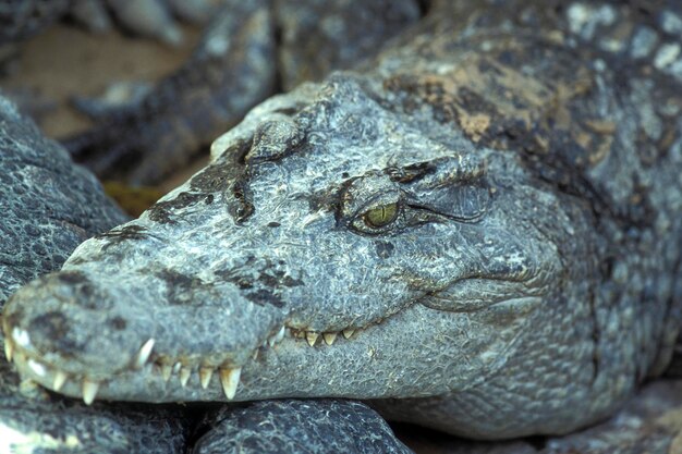 Photo close-up of lizard on rock