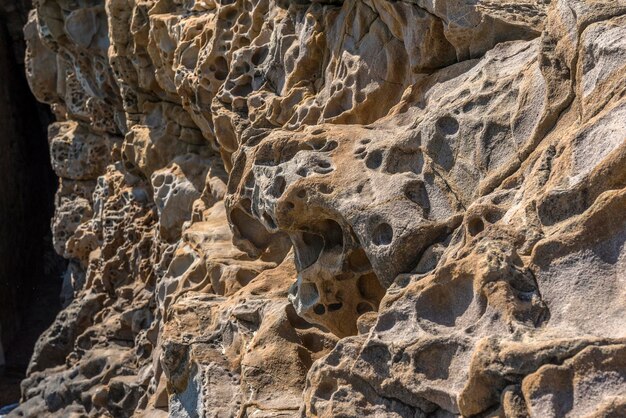 Close-up of lizard on rock