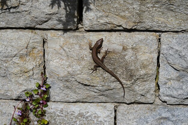 Photo close-up of lizard on rock