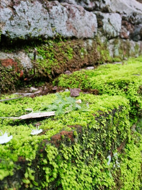 Close-up of a lizard on rock