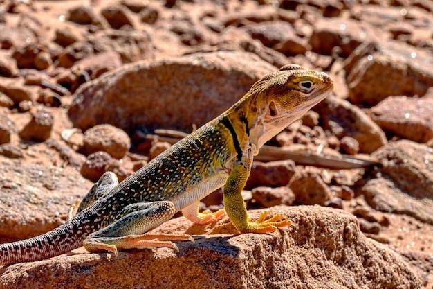 Photo close-up of lizard on rock