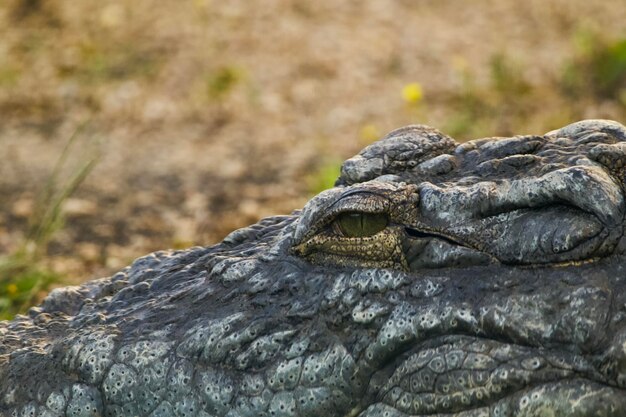 Close-up of lizard on rock