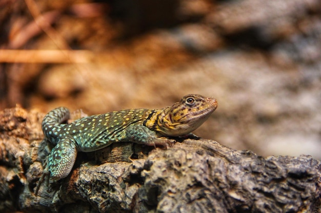 Close-up of lizard on rock