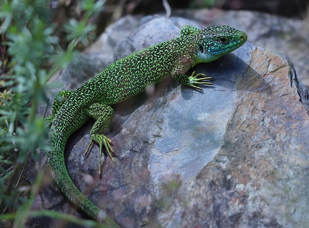 Close-up of lizard on rock