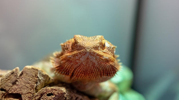 Photo close-up of lizard on rock