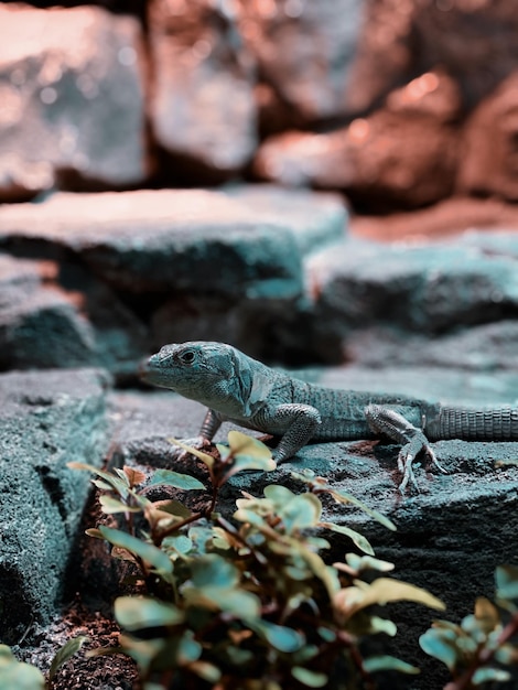 Photo close-up of lizard on rock