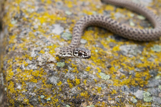 Photo close-up of lizard on rock