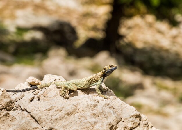 Photo close-up of lizard on rock