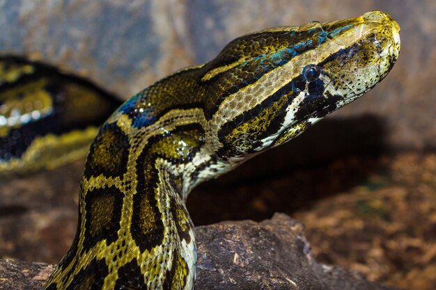 Close-up of lizard on rock