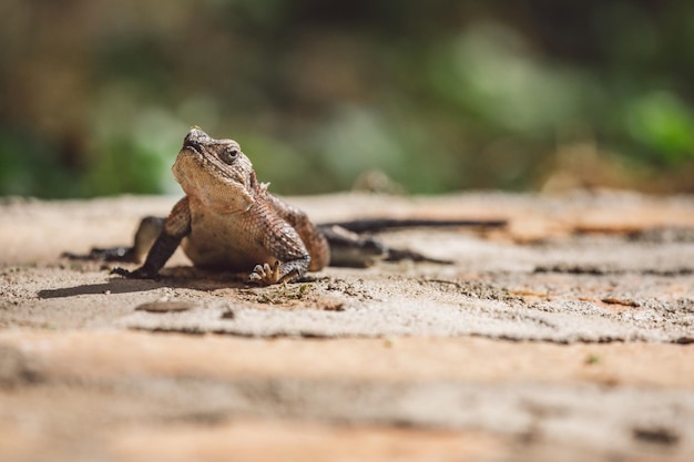 close-up of lizard on rock