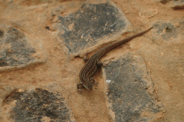 Prossimo piano di lucertola sulla roccia