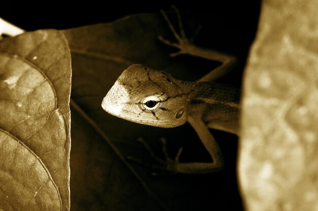 Photo close-up of lizard on rock