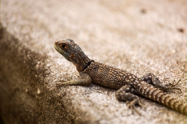 close-up of lizard on rock