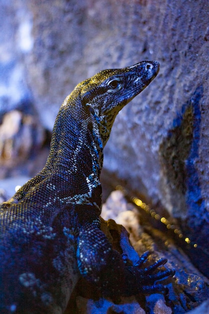 Photo close-up of lizard on rock