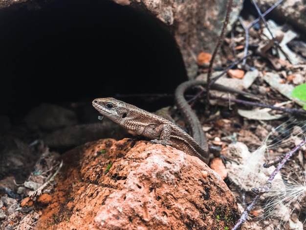 Close-up of lizard on rock