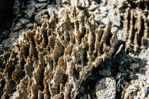 Foto prossimo piano di lucertola sulla roccia