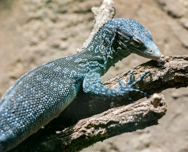 Close-up of lizard on rock