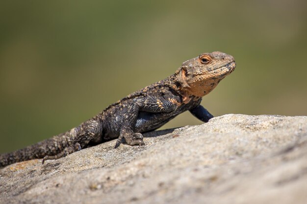 Close-up of lizard on rock