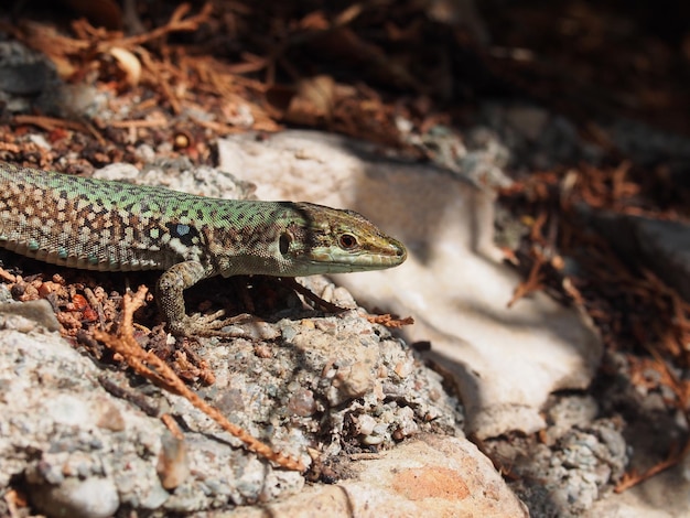 close-up of lizard on rock