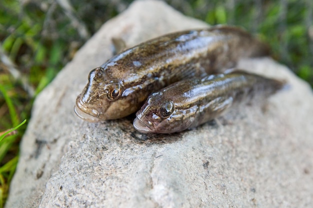 Close-up of lizard on rock